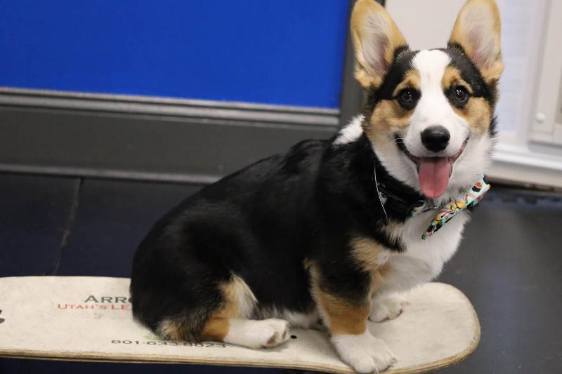 Group dog training session in West Palm Beach focusing on positive reinforcement
