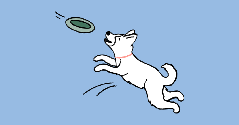 A border collie joyfully leaping over a jump at the Dog Training Club of St Pete, with a blurred background of other agility equipment.