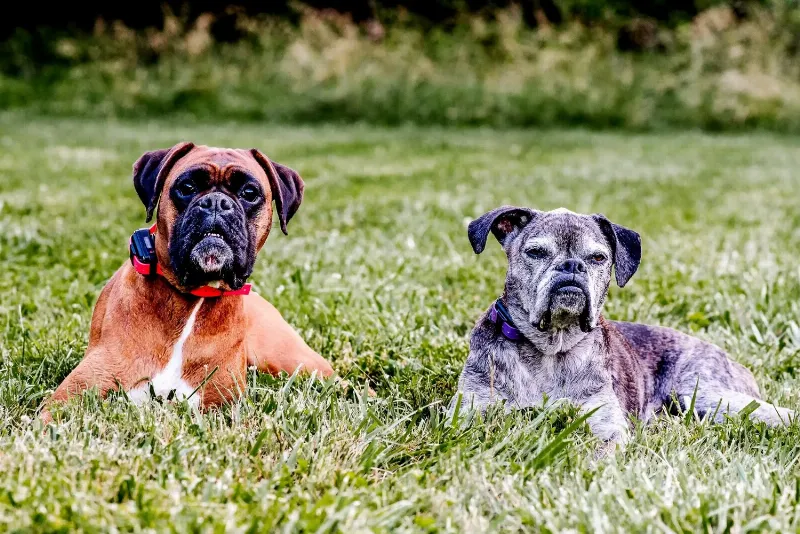Professional dog training in Cockeysville, MD focusing on positive reinforcement and leash manners