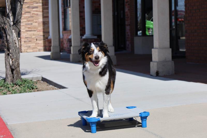 Professional dog trainer working with a happy dog in North Olmsted