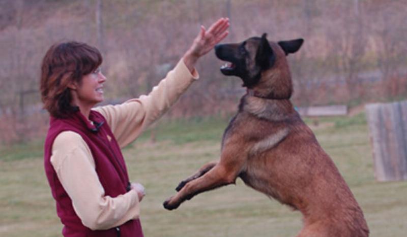 A flat lay of essential dog training equipment including a leash, a harness, a pouch of high-value treats, and a clicker on a clean background.