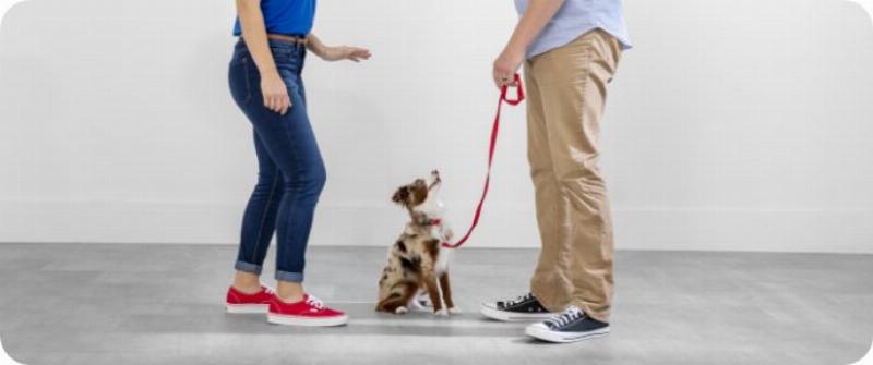 Group of dogs and owners in a training class