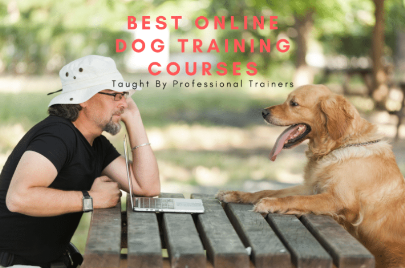 Comprehensive guide to the best free online dog training videos and articles