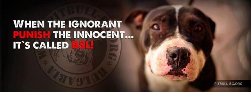 Essential dog training commands for a 6-month-old puppy to master, with positive reinforcement techniques.