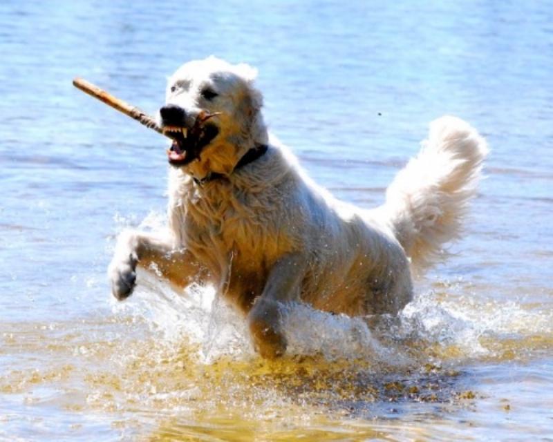 Happy dog running to owner for treat during recall training