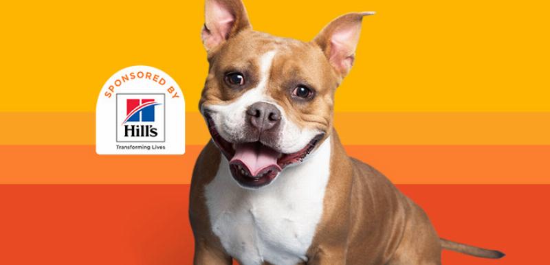 A happy Golden Retriever sitting patiently next to its owner with the San Tan Mountains in the background during a sunny day, showcasing the result of dog training San Tan Valley.