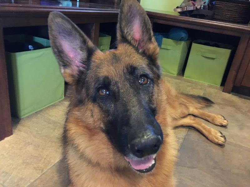 Various effective methods for training dogs to reduce excessive barking, focusing on positive reinforcement.