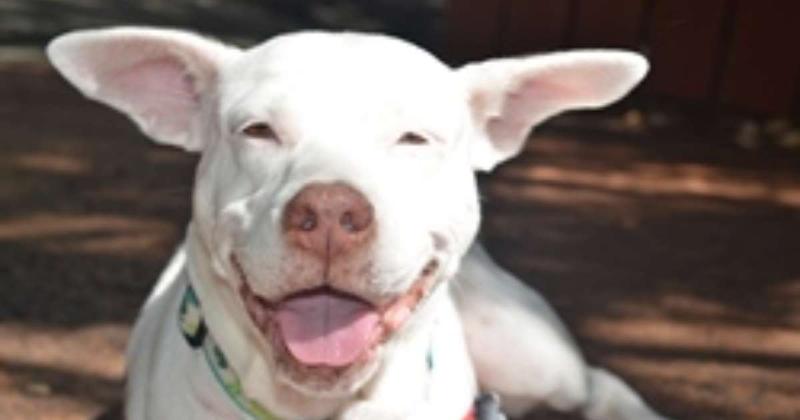 Close-up of a hand holding various small, colorful dog training treats, ready to reward a dog, symbolizing positive reinforcement in dog training