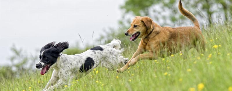 Professional dog training session in a West Covina park, focusing on positive reinforcement with treats and praise.