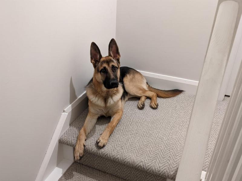 A close-up of a properly fitted dog walk training collar, a prong collar, sitting high on the neck of a German Shepherd during a focused training walk.