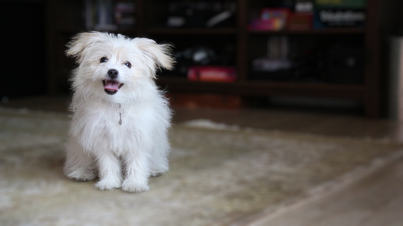 Comprehensive dog training app interface