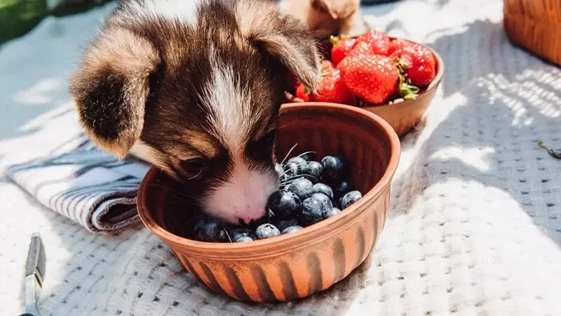 Dogs can eat blueberries and strawberries