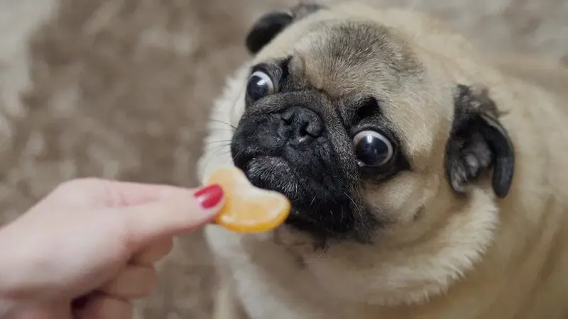 Dogs can eat oranges without the peel seed and stem
