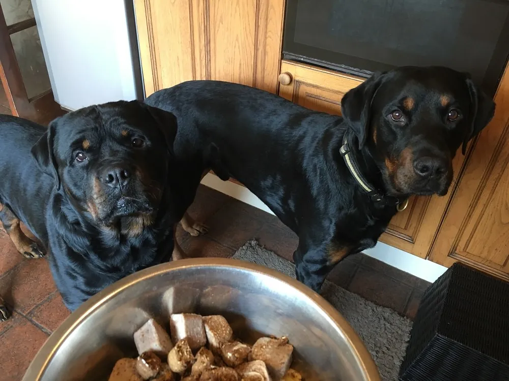Dogs enjoying raw food