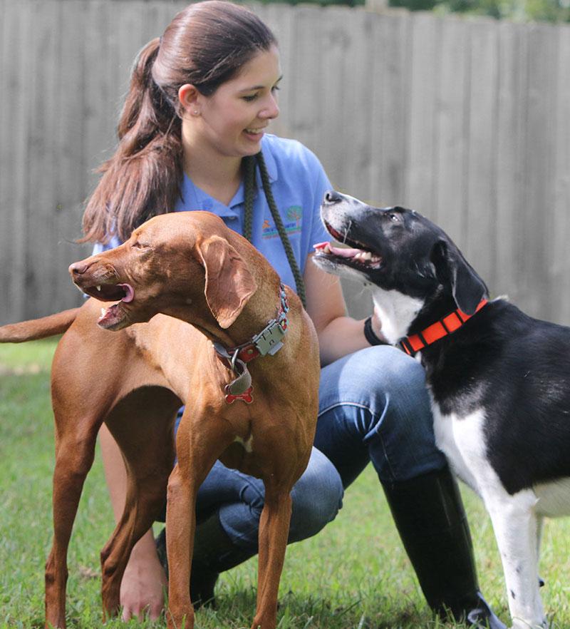 Several dogs of different breeds playing together happily in a secure, grassy outdoor area at a dog training boarding school, with a staff member watching attentively.