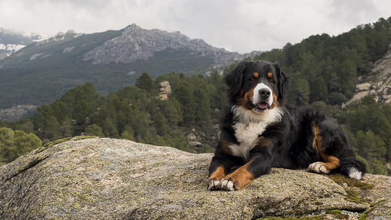 A group class for Sit Means Sit Dog Training Middle Tennessee with various breeds of dogs practicing the 'sit' command.