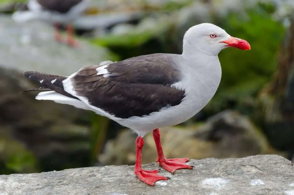Dolphin gull in profile
