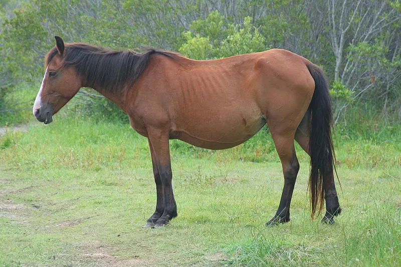 Domestic horse, a common sight