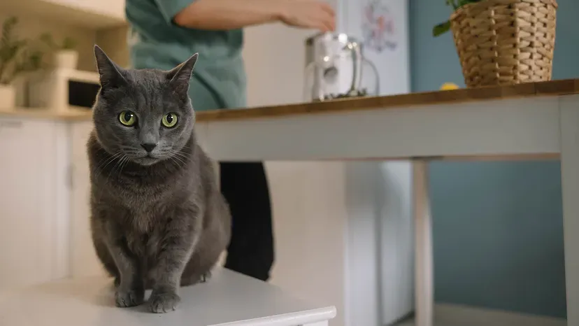 Domestic Shorthair cat with grey and white markings