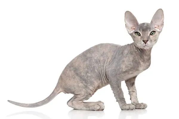 Don Sphynx kitten. Portrait on white background