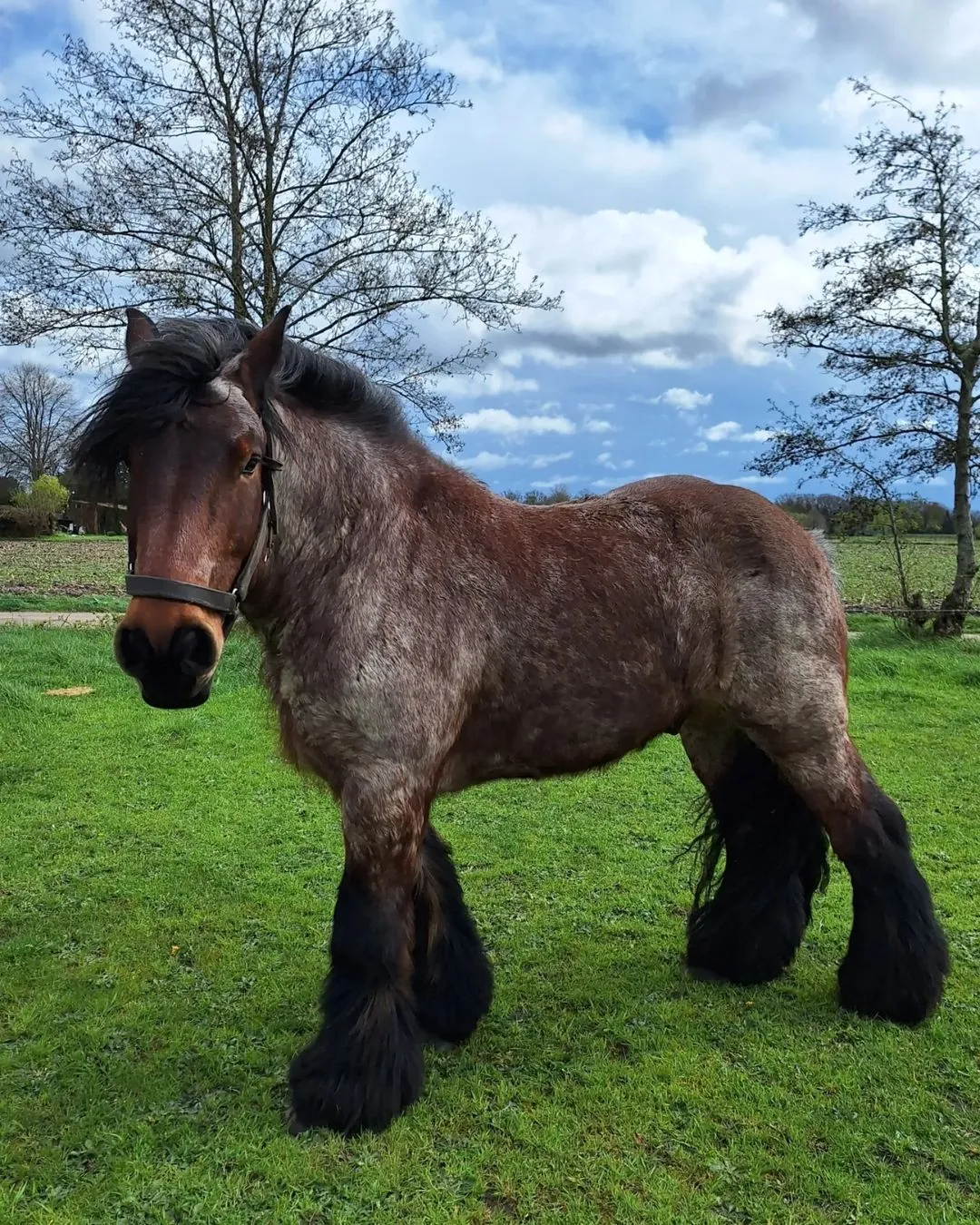 Dutch Draft horse pulling a cart