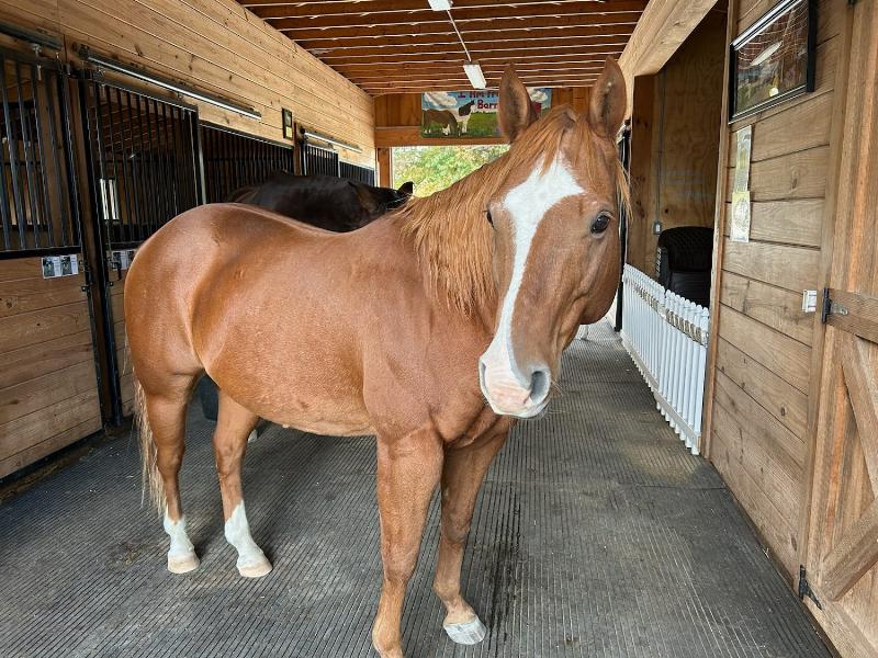 An Eagala horse training session with a client observing a horse in a round pen, fostering a connection without riding.