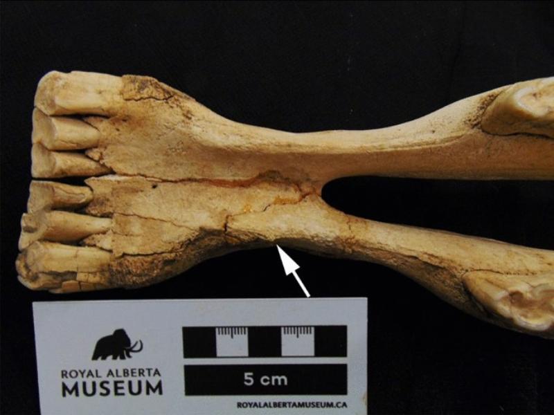 A depiction of the Equus story of the horse origins focusing on early human interaction, with Botai culture people domesticating wild horses on the Eurasian steppes.