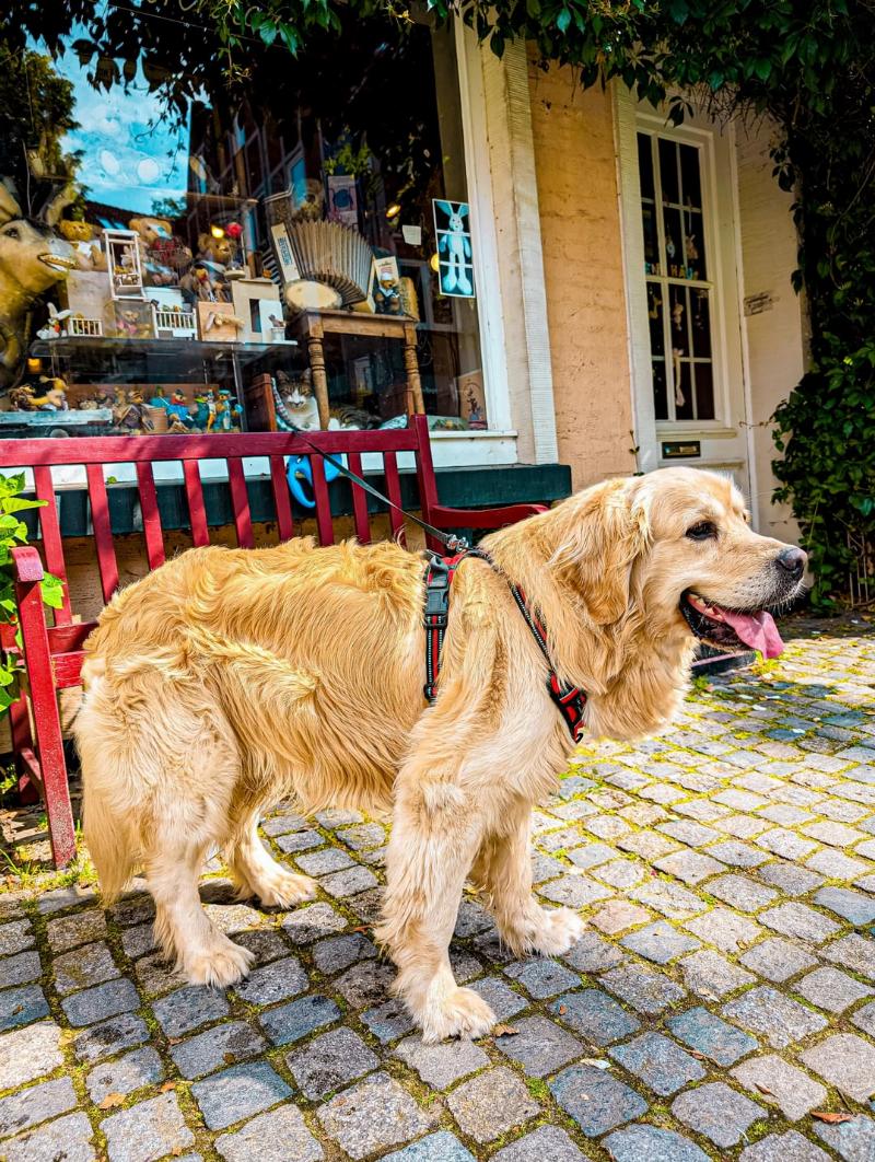 An emotional support dog, a gentle golden retriever, resting its head on the lap of its owner who is sitting on a couch, providing comfort and relief from anxiety.