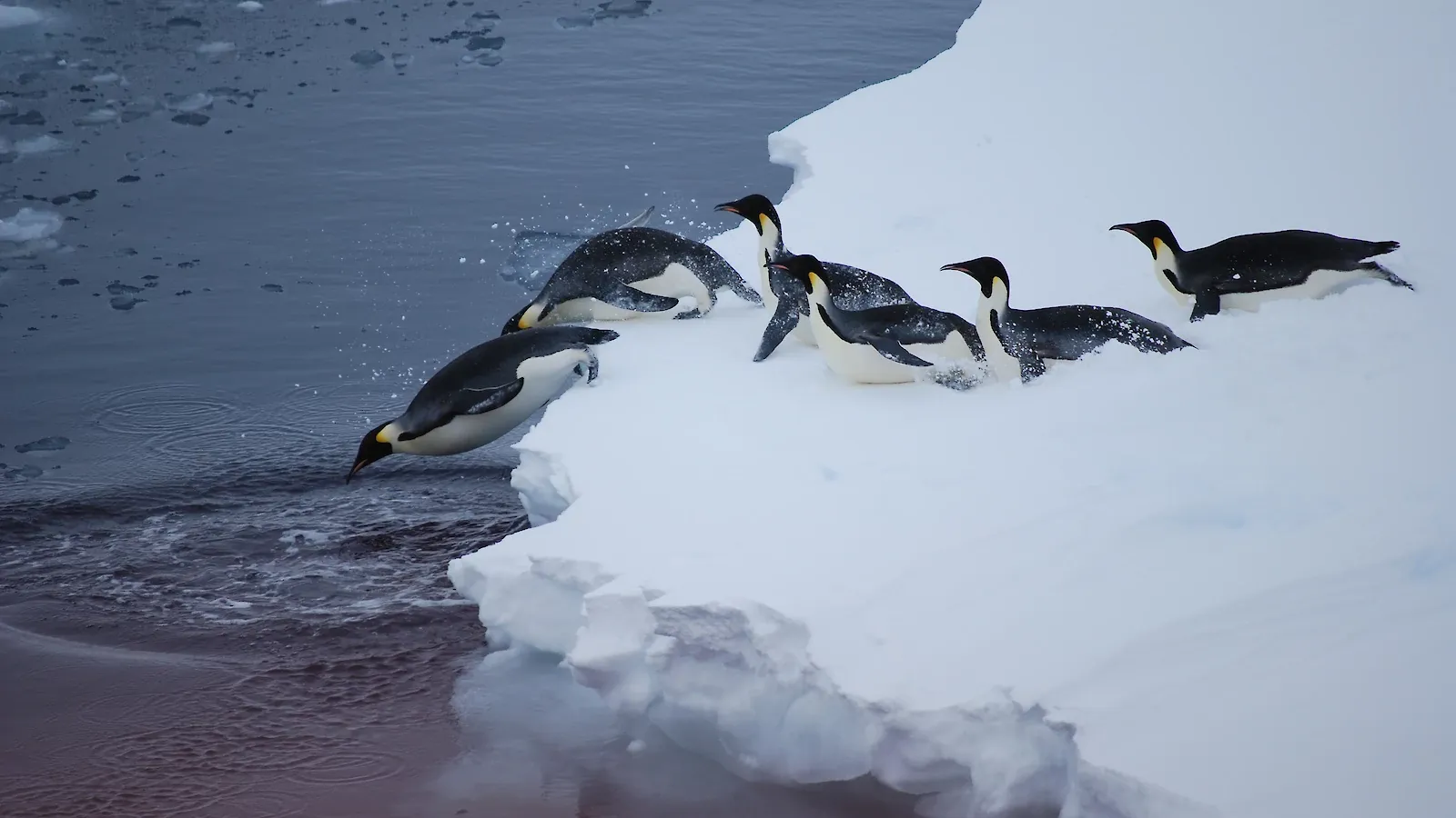 Emperor penguins entering the water from ice floe
