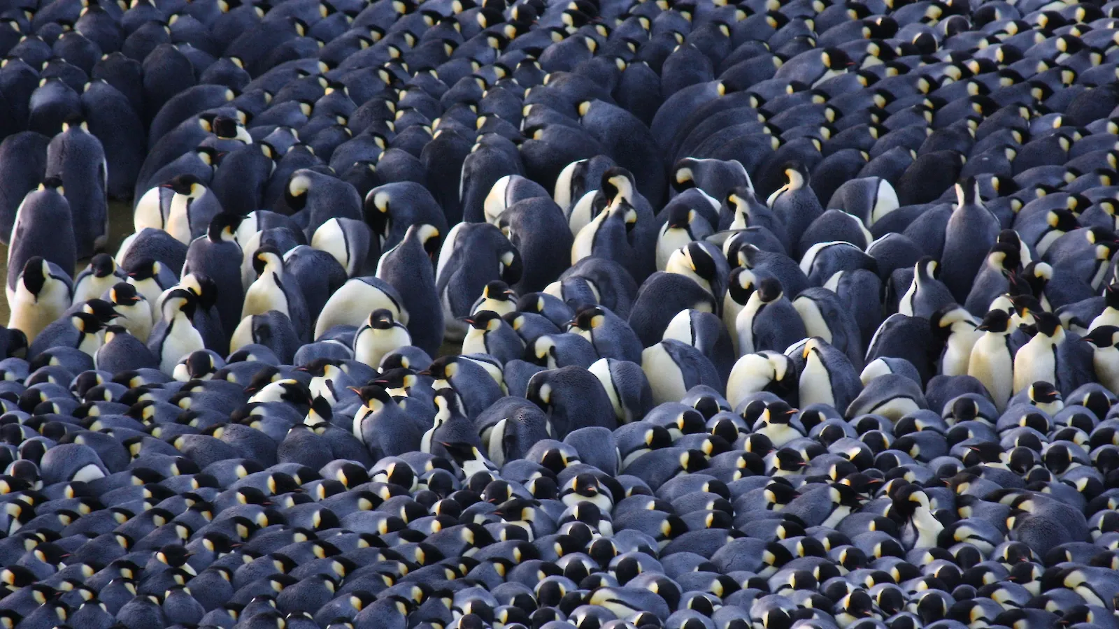 Emperor penguins huddle together against the cold
