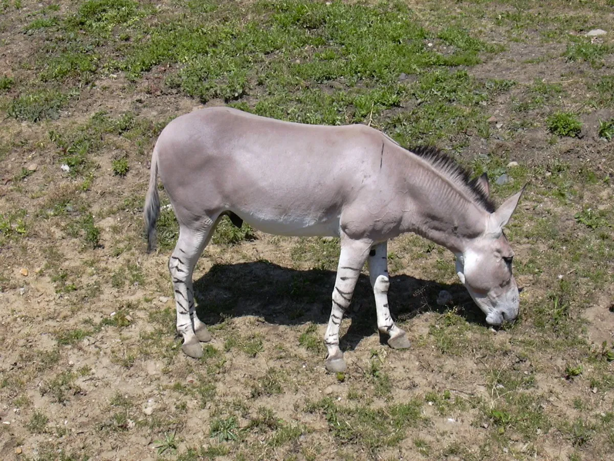 Equus africanus, the African wild ass