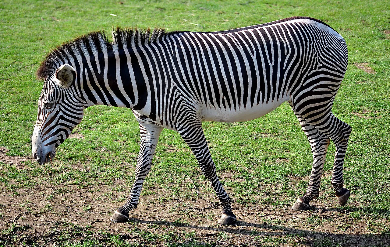 Equus greyvi, a Grevy's zebra