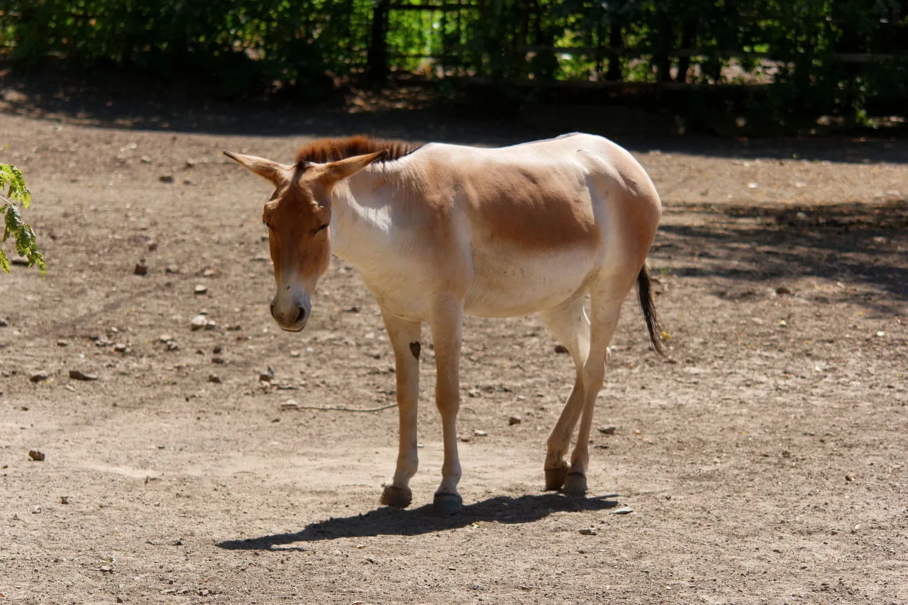 Equus hemionus, an Asian wild ass
