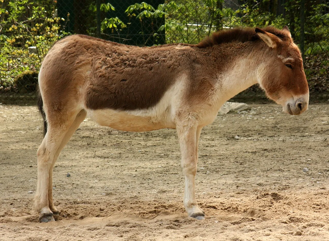 Equus kiang, a Tibetan wild ass