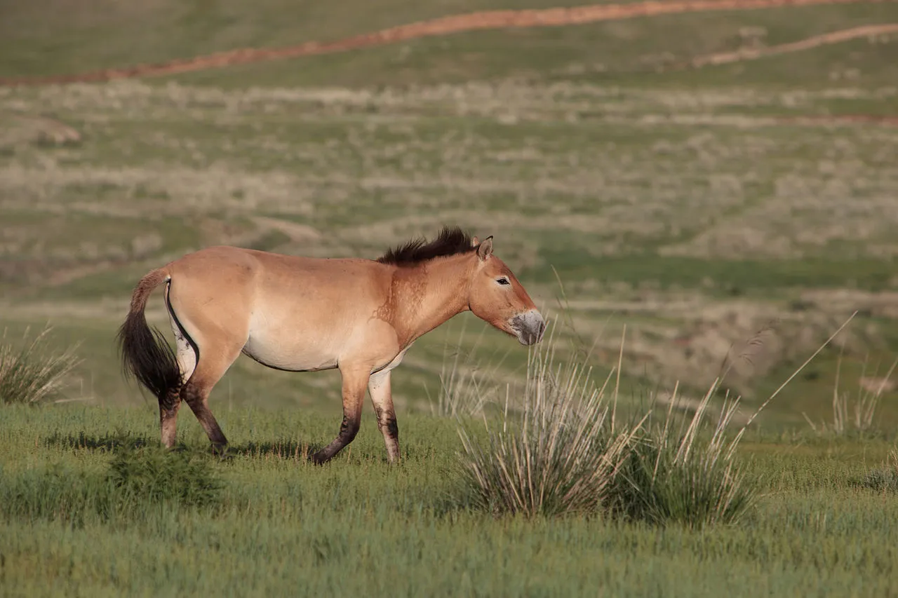 Equus przewalskii, a truly wild horse