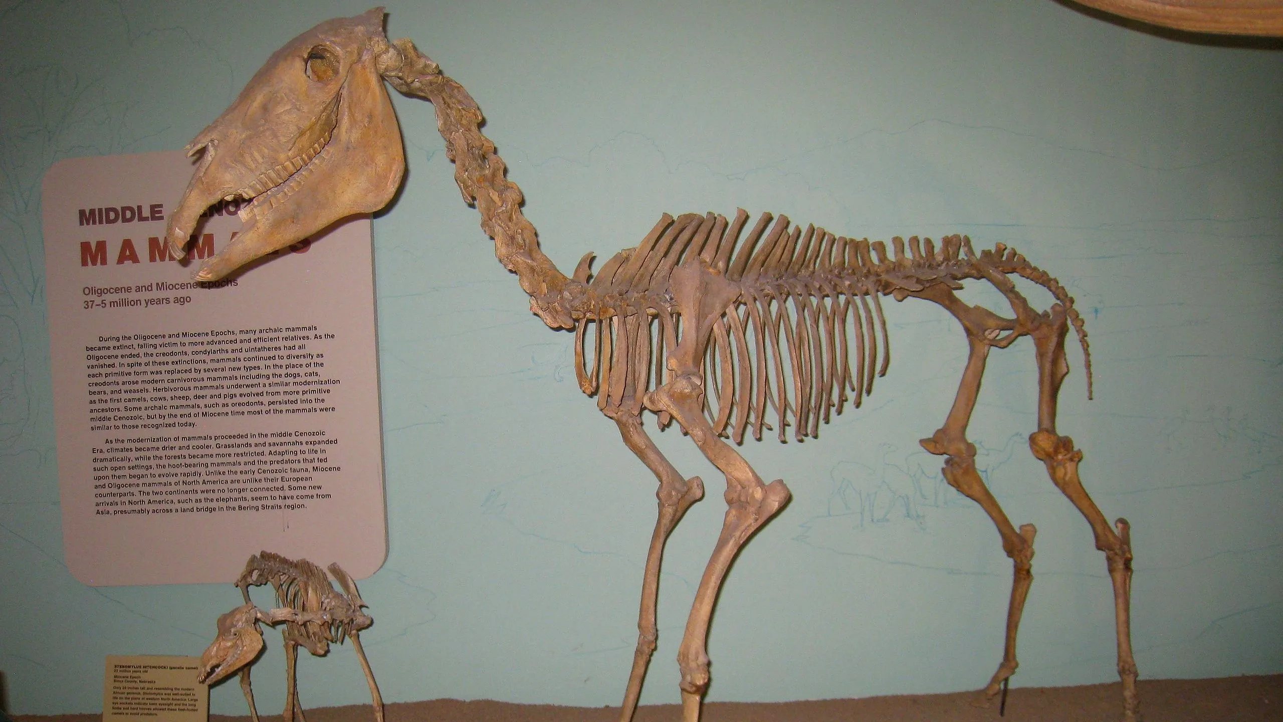 Equus simplicidens fossil in the Utah Museum of Natural History