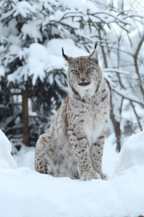 eurasian lynx