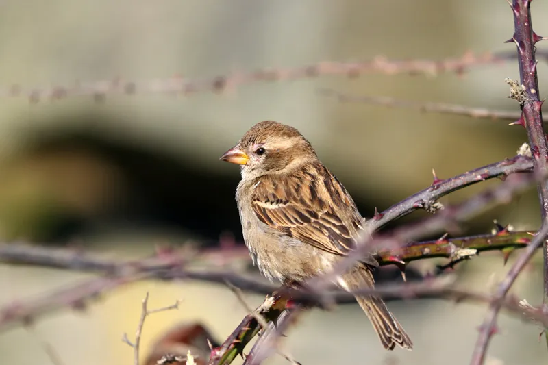 Evening light on sparrows