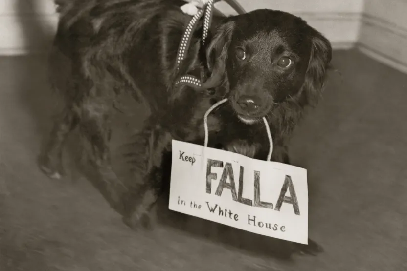 Fala, dog owned by President Franklin Roosevelt