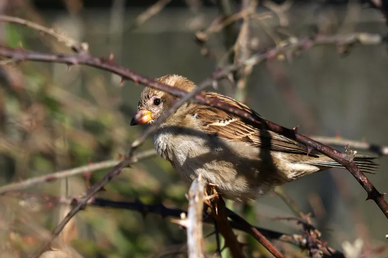 Female sparrow with bald patches around her eyes
