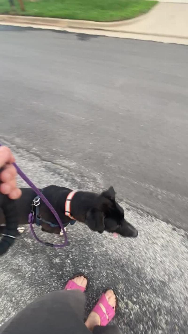 A person's hands demonstrating the 'two-finger rule' for fitting a dog collar for obedience training on a calm Labrador.
