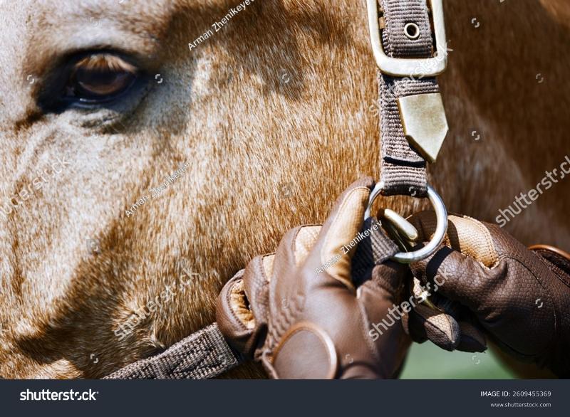 A dynamic action shot of two virtual horses neck-and-neck, racing towards the finish line in a free horse racing game.