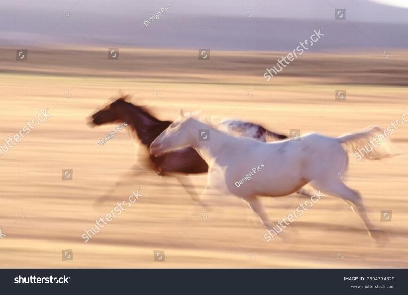 A close-up, friendly shot of a beautiful Shetland pony with a curious expression looking over a rustic wooden stable door, inviting interaction.