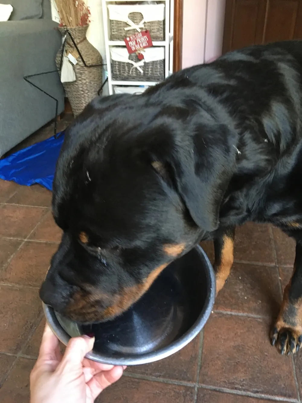 Fussy dog eating Natures Menu