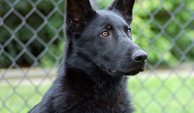 A focused German Shepherd performing an advanced obedience exercise during a K9 nation dog training session.