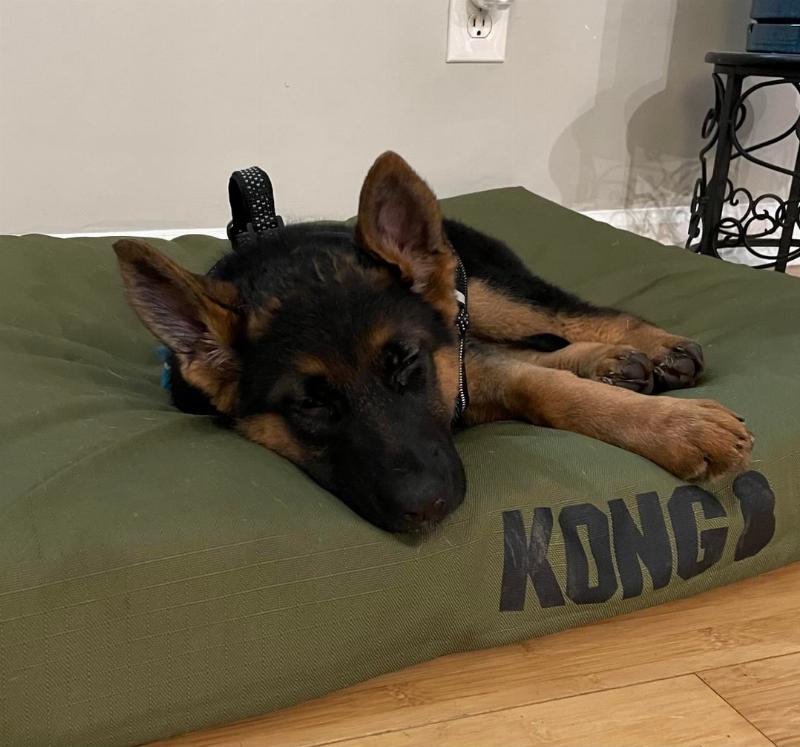 A young German Shepherd puppy sitting patiently, demonstrating a key aspect of German Shepherd dog how to train.