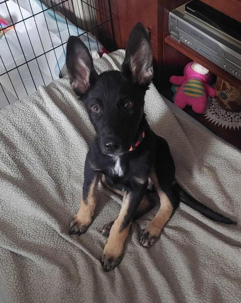 Best German Shepherd dog training books for effective obedience and a strong bond.