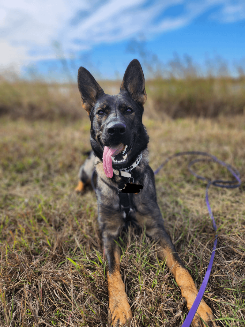 A focused German Shepherd dog looking intently at its owner during a training session, demonstrating the 'Sitz' command in a park setting.