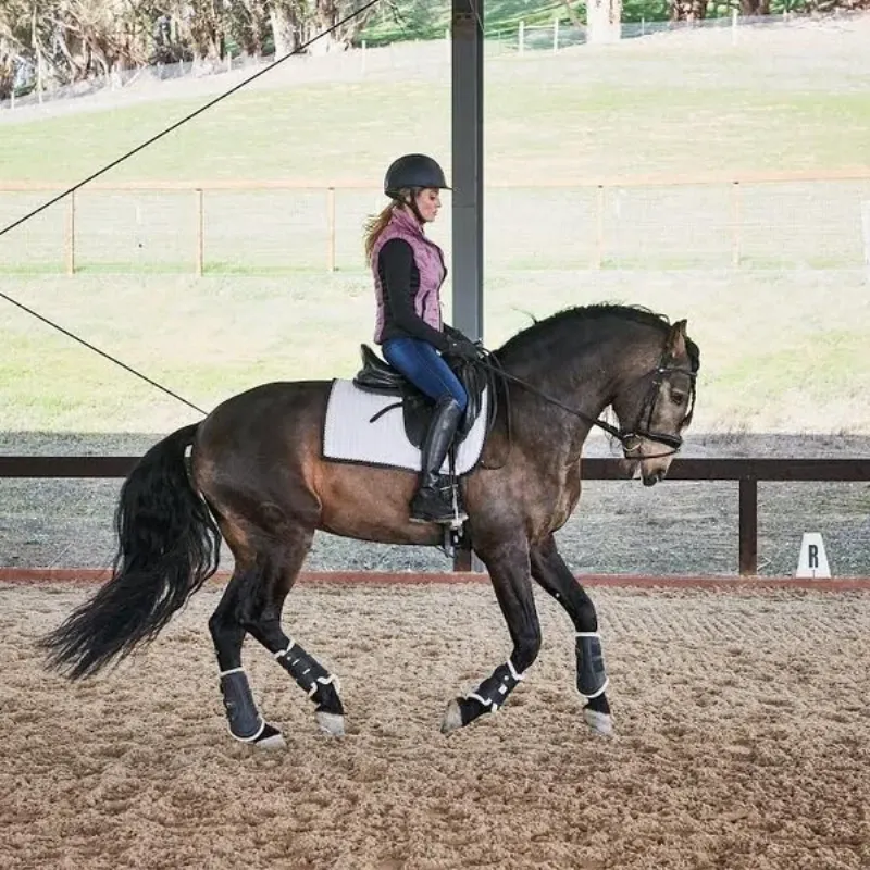 A stunning grey horse performing an advanced dressage movement in an arena, demonstrating the elegance of training horses to dance.