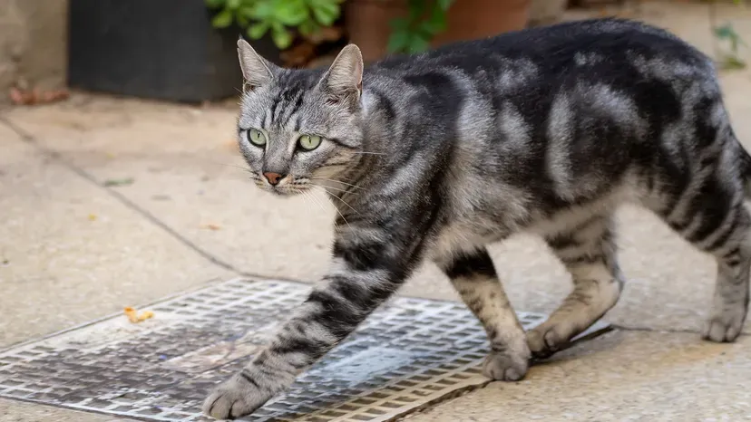 Grey tabby cat with white markings